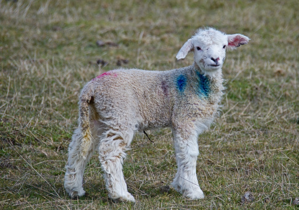 Spring Lamb on Romney Marsh