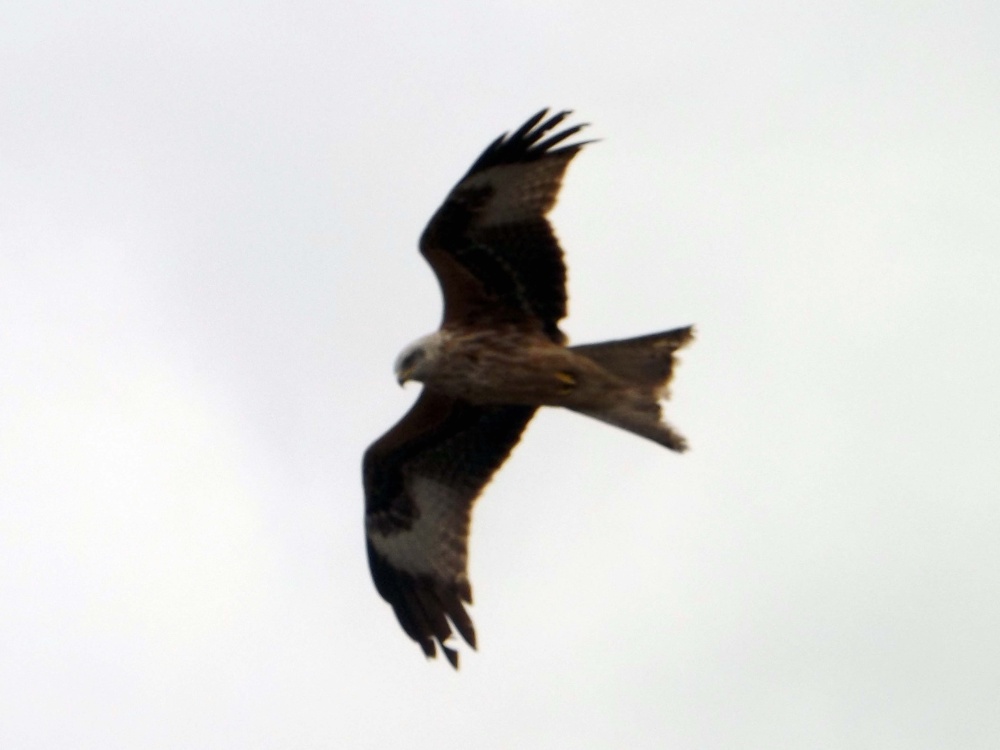 Red Kite over Ivinghoe Beacon, Bucks