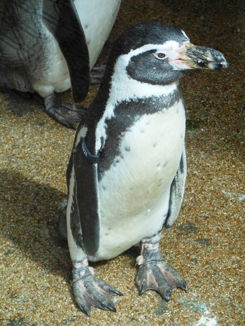 Twycross Zoo, Penguin