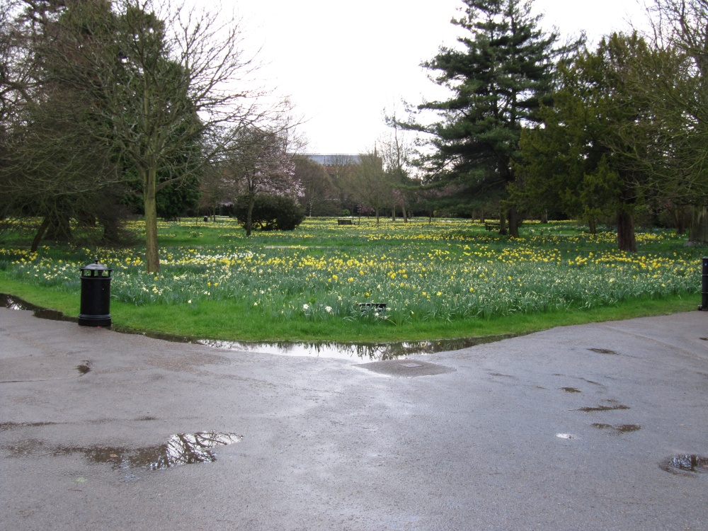Beautiful Display of Daffodils, Hampton Court Palace