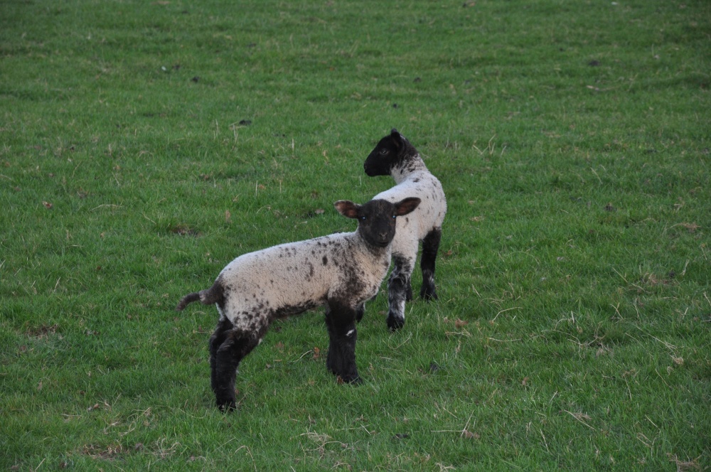 Spring Lambs in Fawsley Park