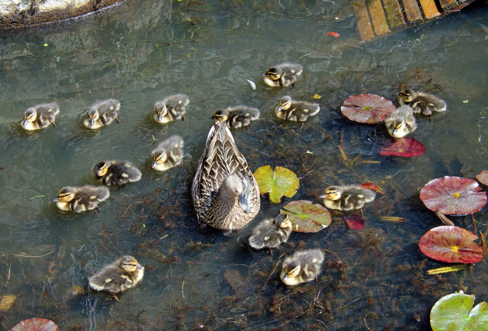Duck and Ducklings, Penshurst Place