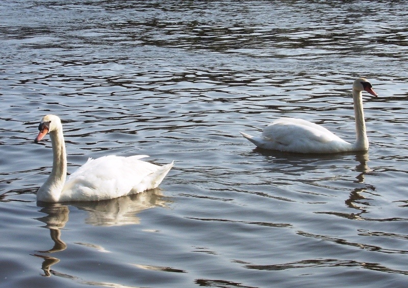 Swans at Wroxham