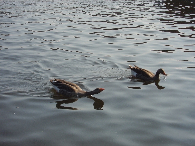 Ducks at Wroxham