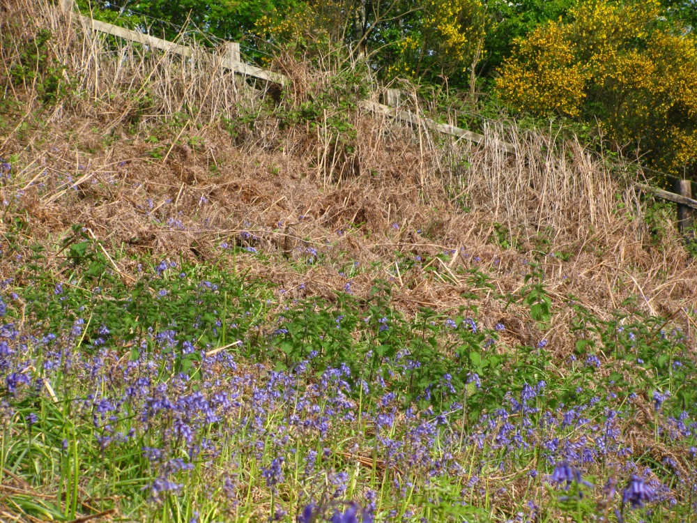Gorse and Bluebells