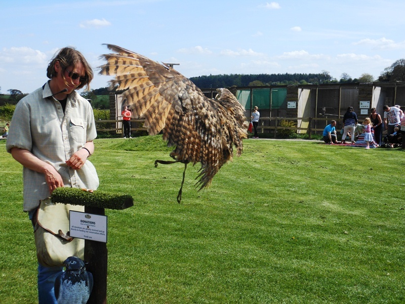 Falconry display, Hatton Country World