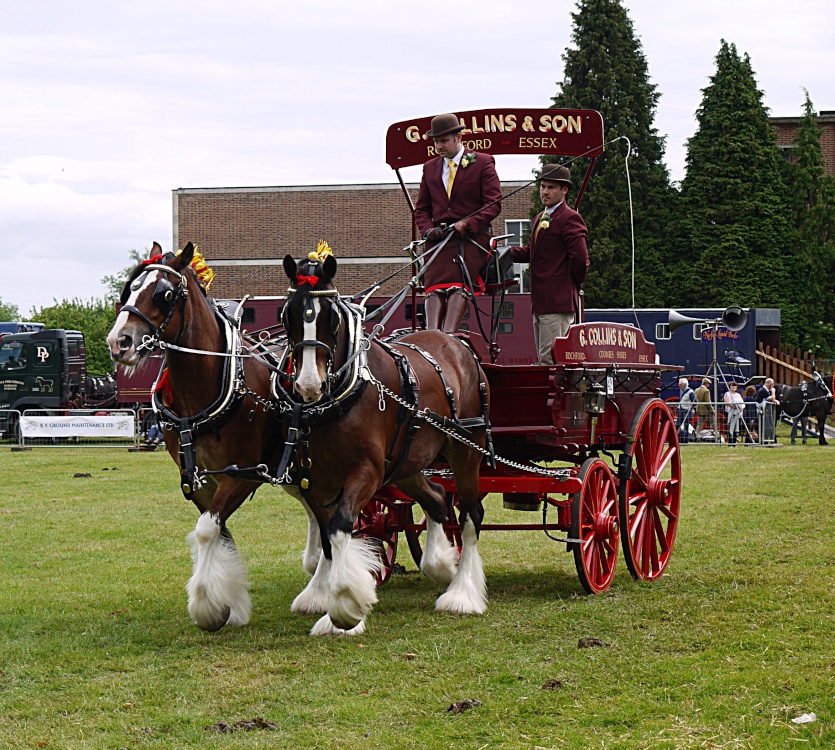Heavy Horse Show, Langford, Essex