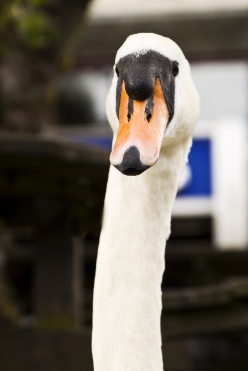 Bowness Swan