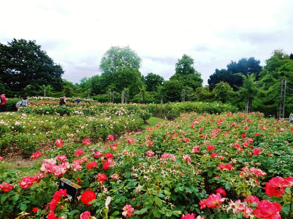 Queen Mary's Gardens, Regent's Park