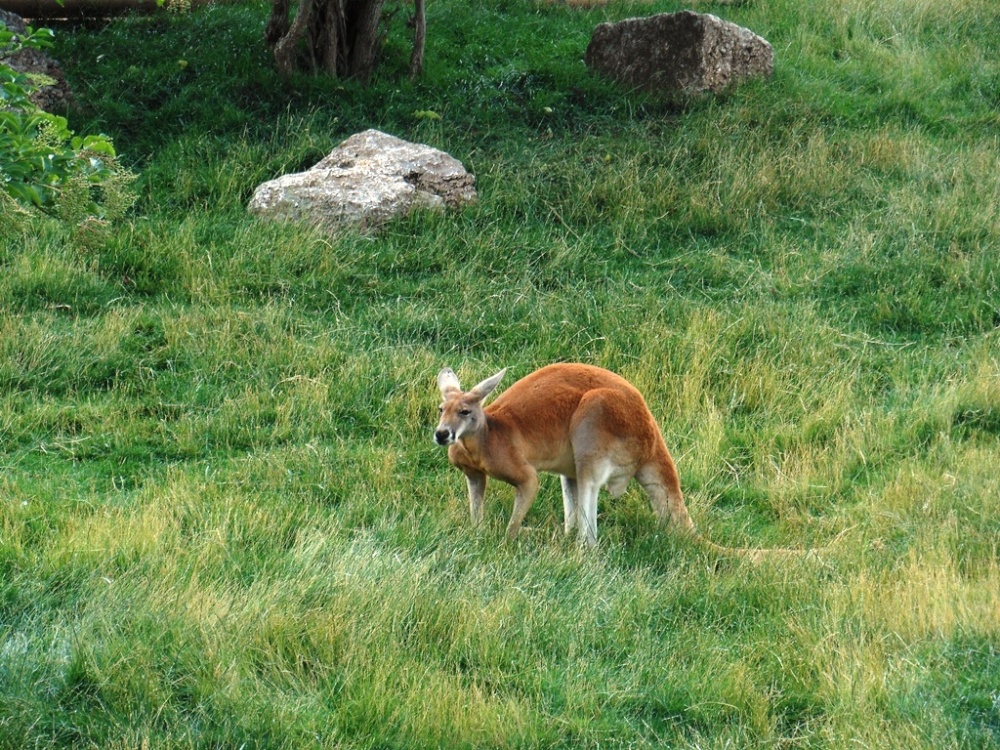 Kangaroo, London Zoo