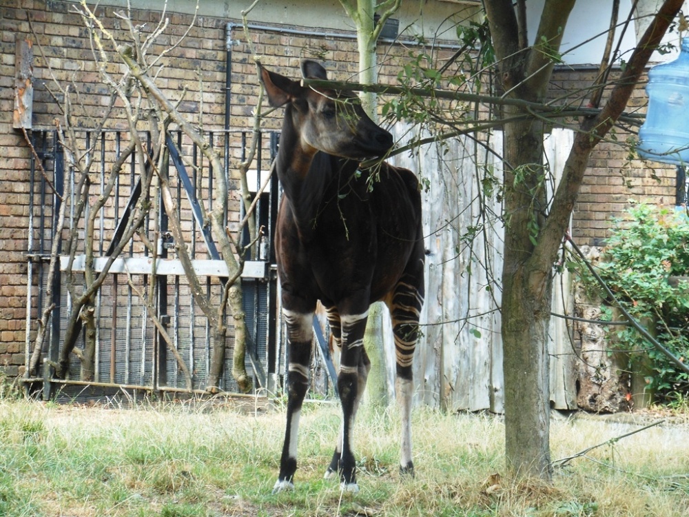 Okapi, London Zoo