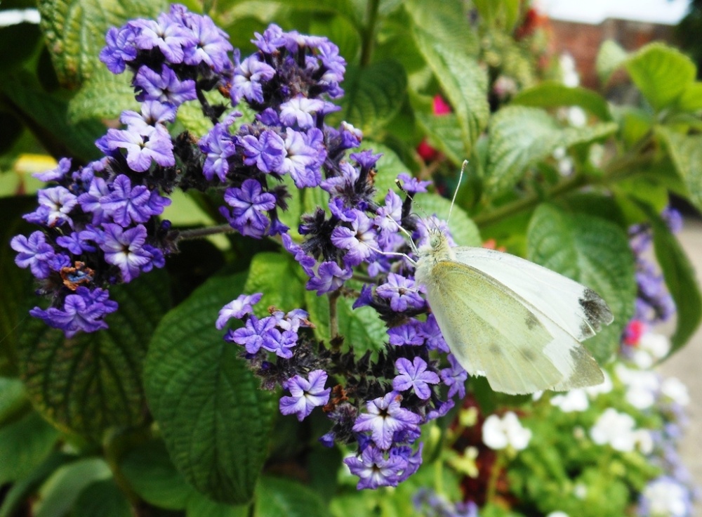 Butterfly, Shrewsbury