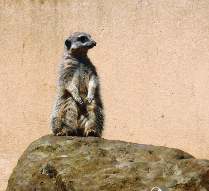 Meerkat, London Zoo