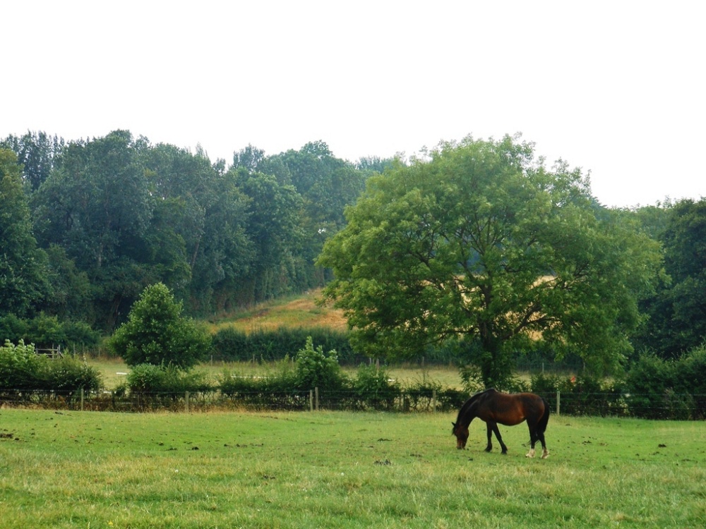 Horse grazing, Long Lawford
