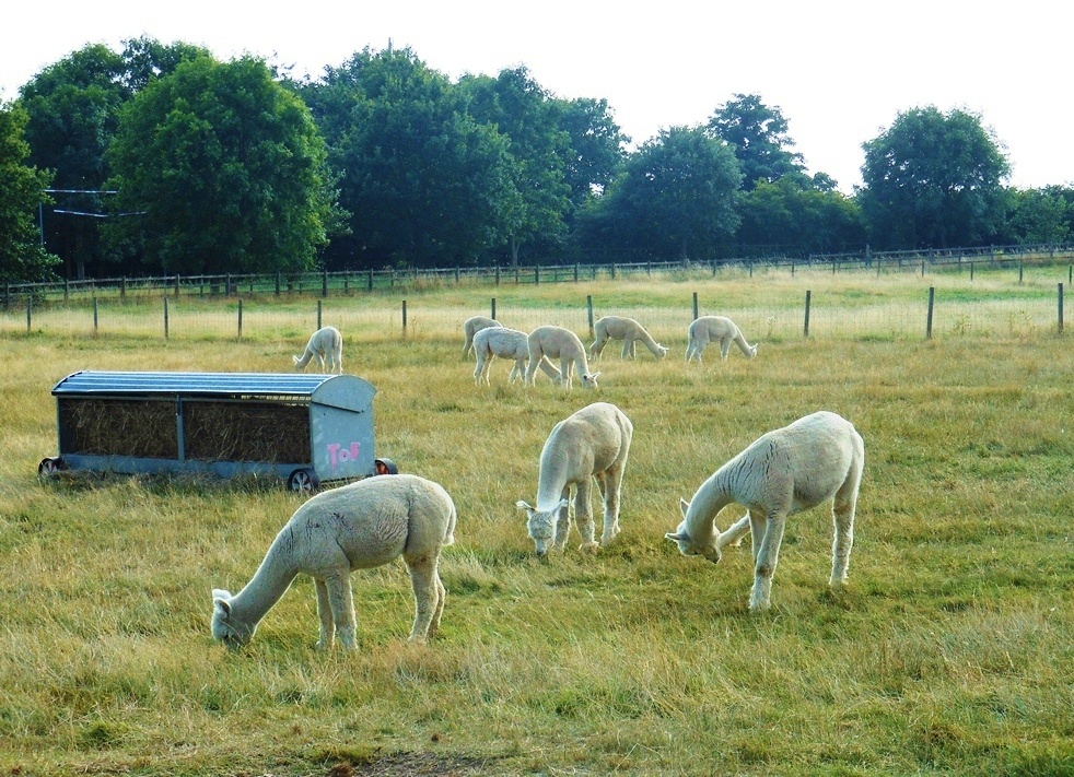 Alpacas at Toft