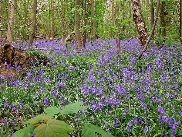 Norsey Wood Biillericay