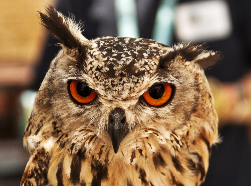 Eagle Owl 1 Haverthwaite
