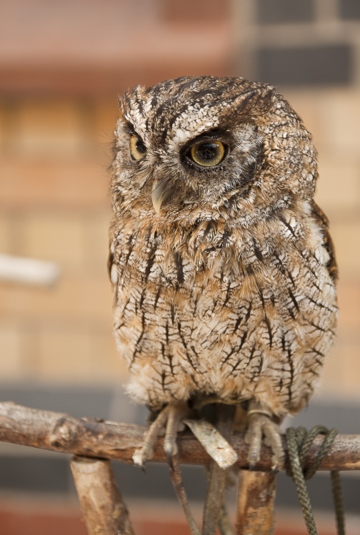 Little Owl, Haverthwaite