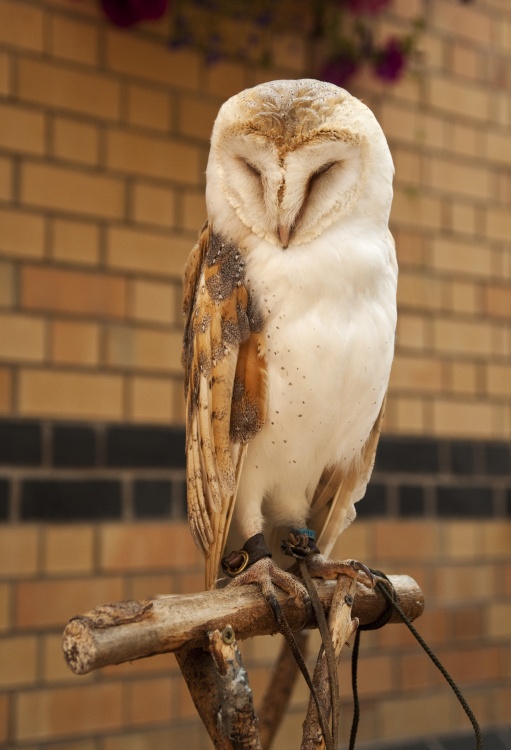 Tawny Owl, Haverthwaite