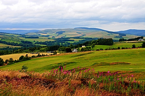 Landscape near Selkirk