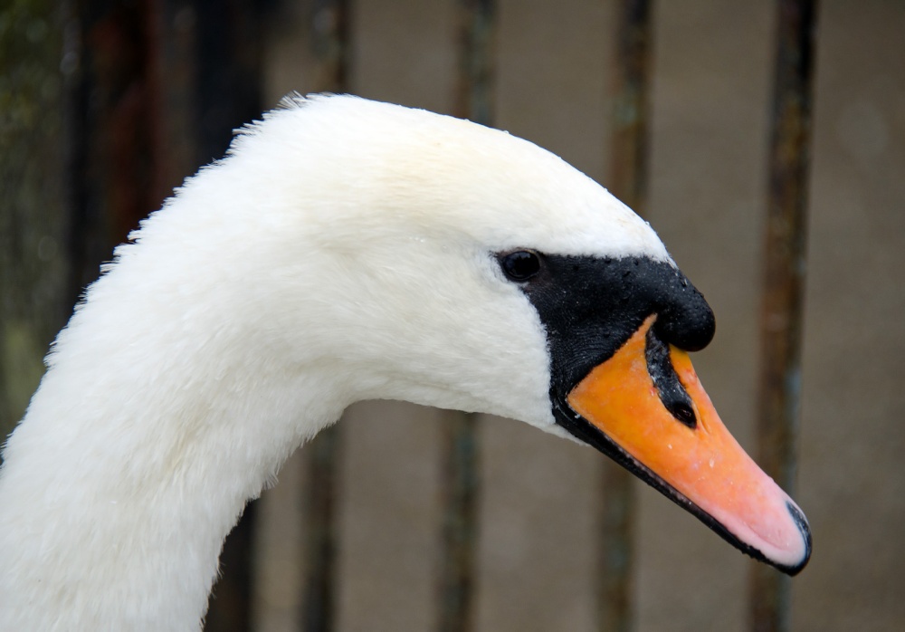 A Swan at Windsor