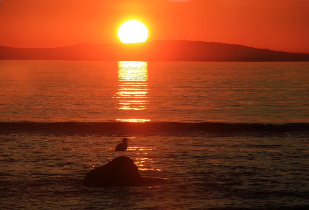 Seagull and Sunset - Llandanwg beach.