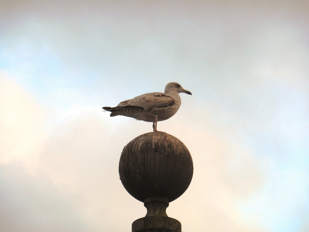 Seagull, Swanage