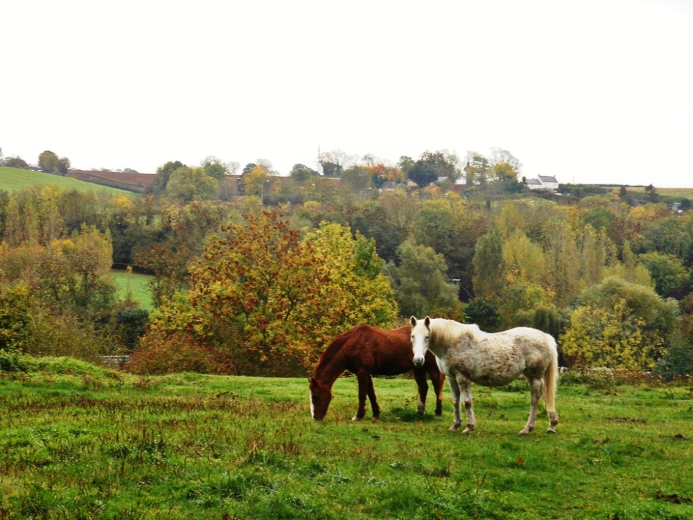Horses, Braunston
