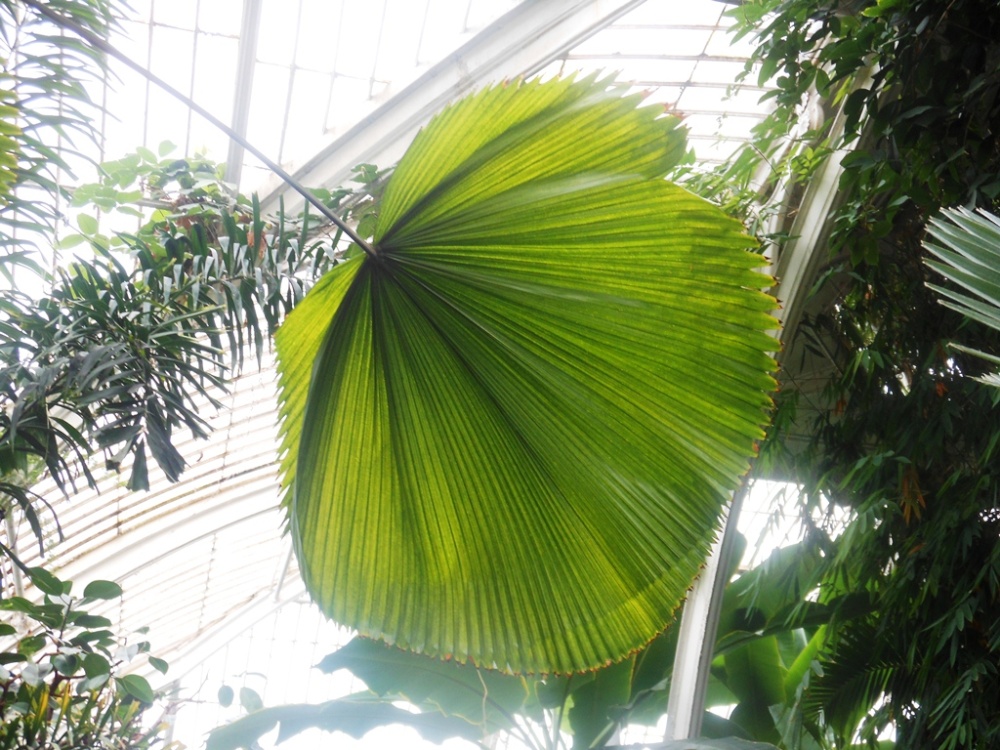 Palm, Kew Gardens