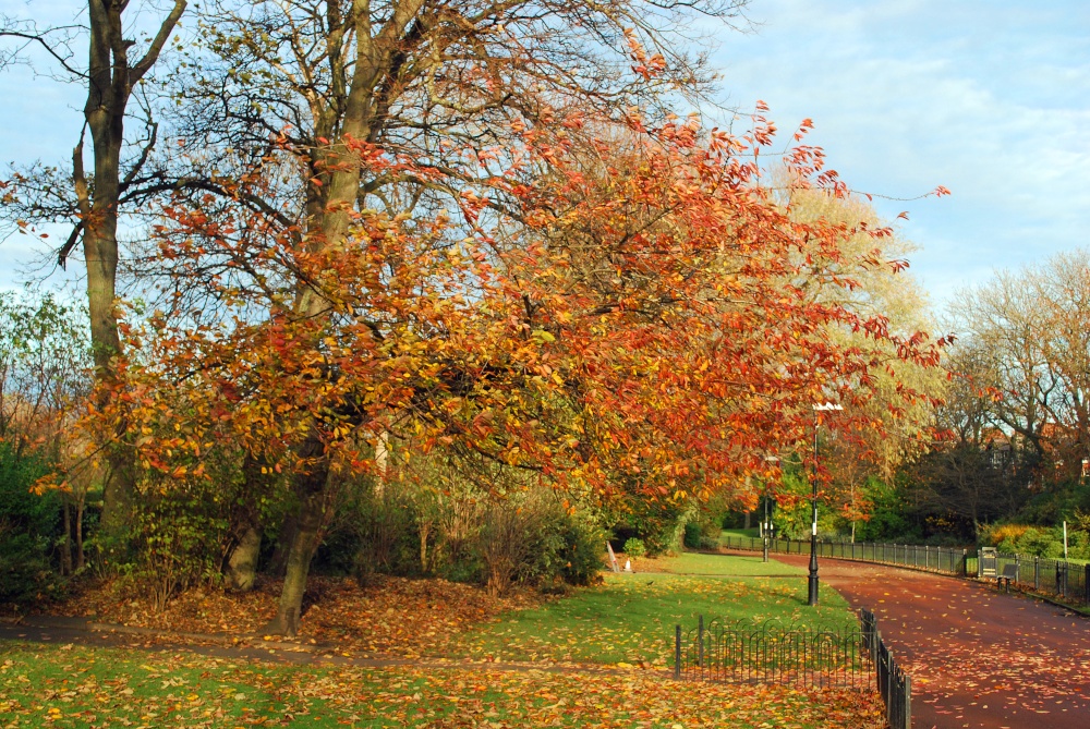 Colourful trees in Roker Park