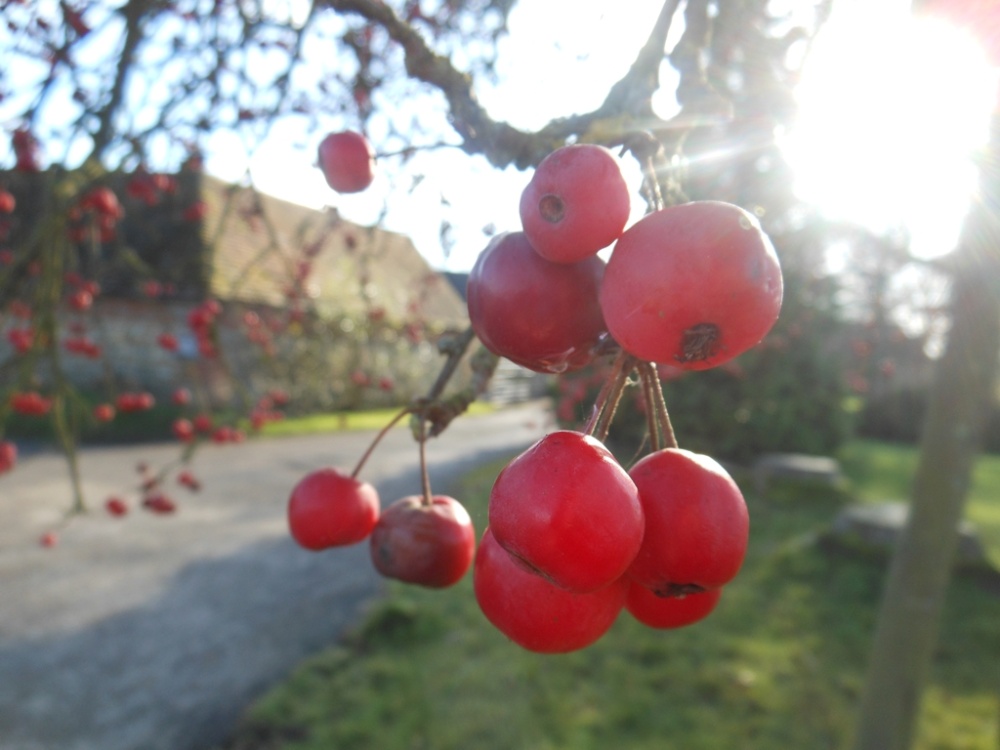 Winter berries, Draycote