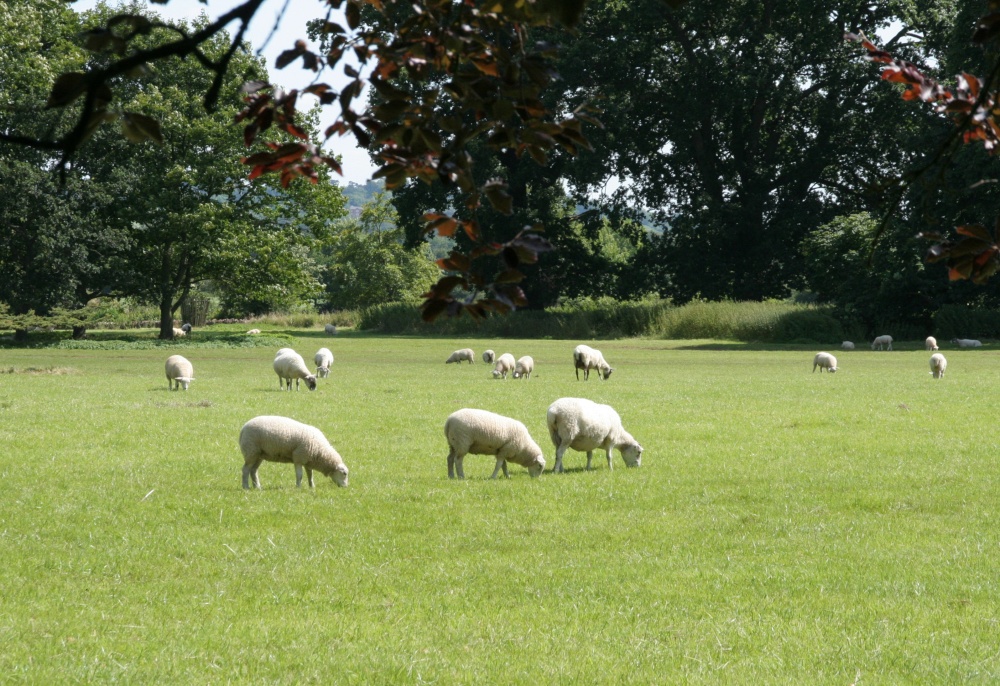 Lacock Abbey Grounds (6) - Sheep Grazing - July, 2008