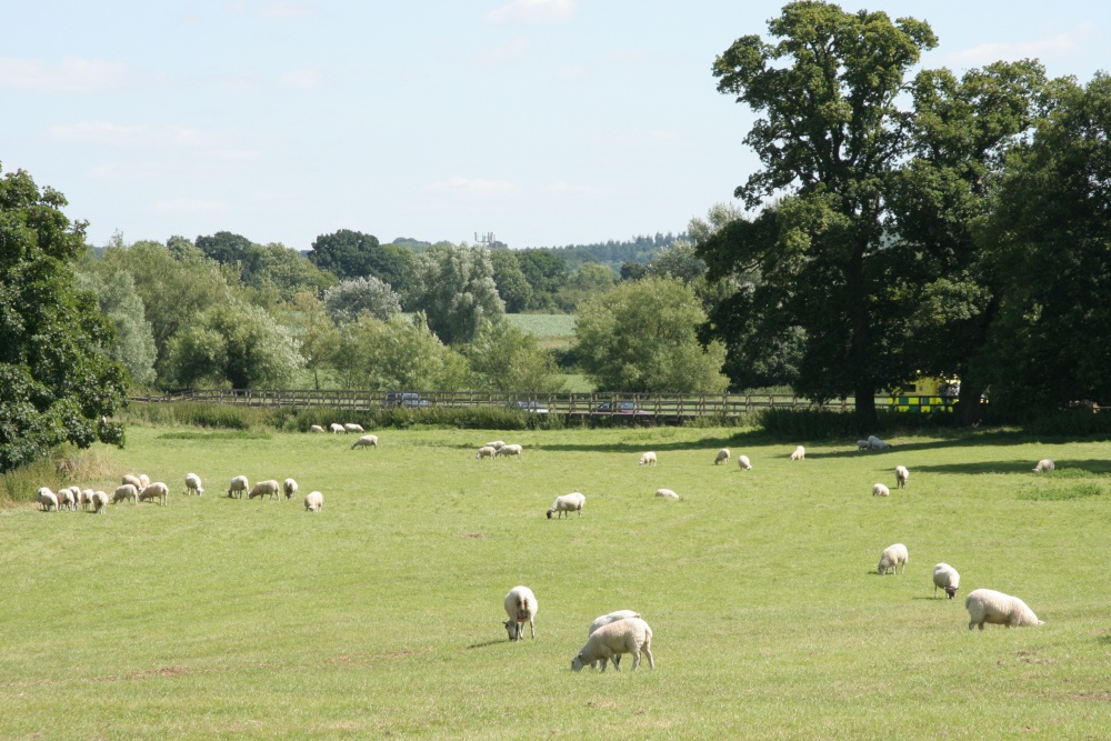 Lacock Abbey Grounds (7) - Sheep Grazing - July, 2008