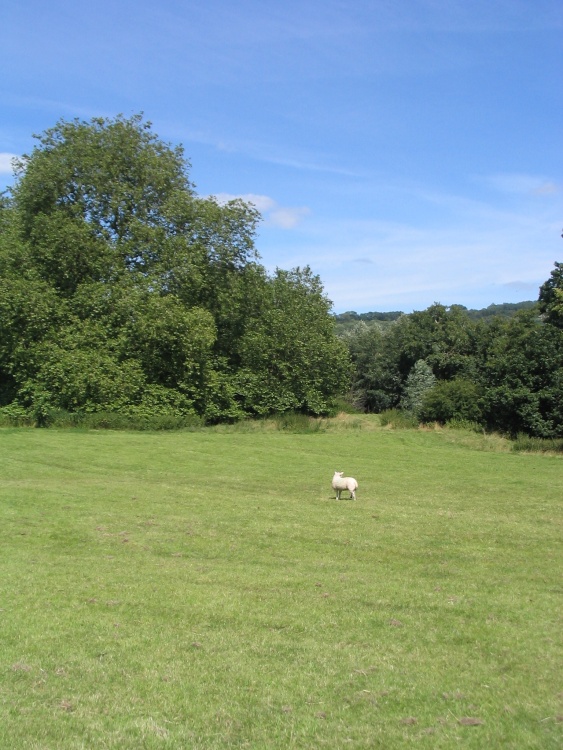 Lacock Abbey Grounds (8) - Lone Sheep - July, 2008