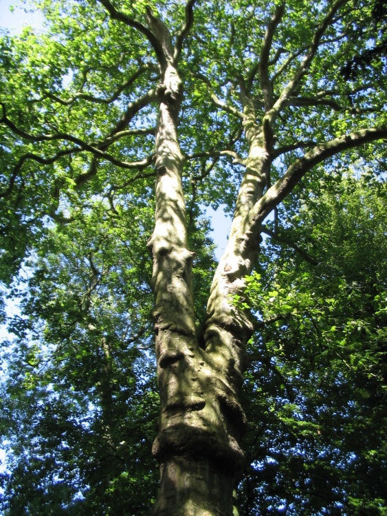 Walking Path - Tree (2) - Lacock Abbey Grounds - July, 2008