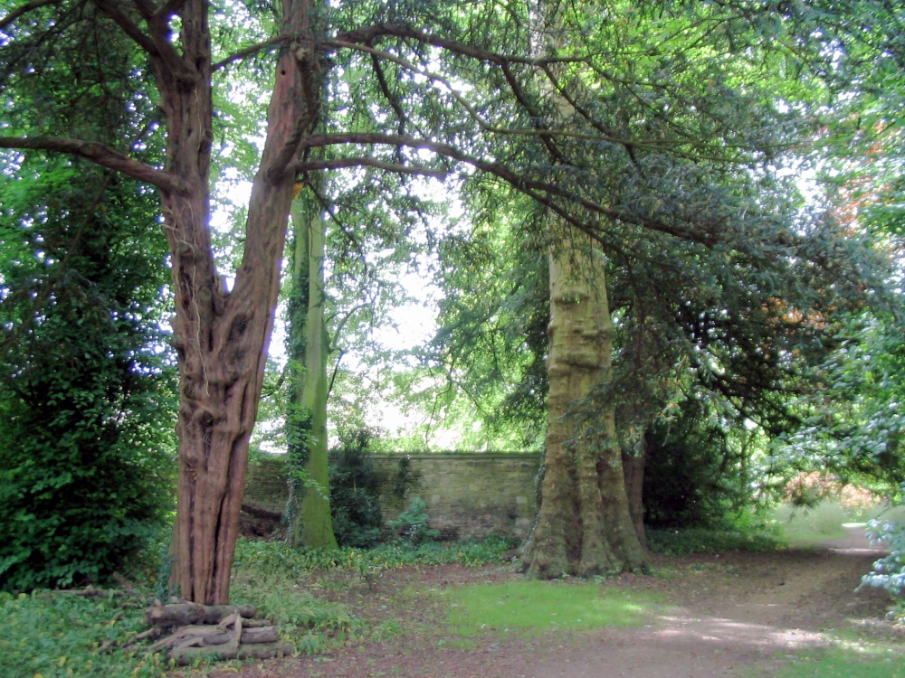 Lacock Abbey Grounds - Trees (1) - June, 2003