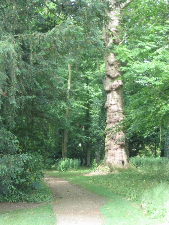 Lacock Abbey Grounds - Trees (2) - June, 2003