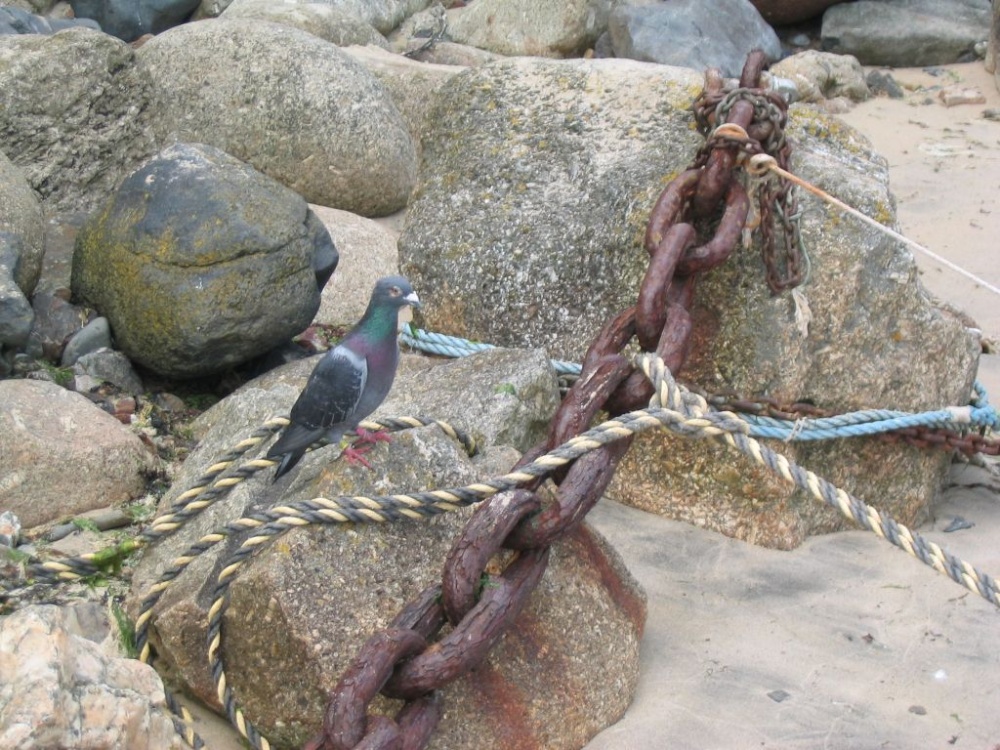 Pigeon in Mousehole - June 2003