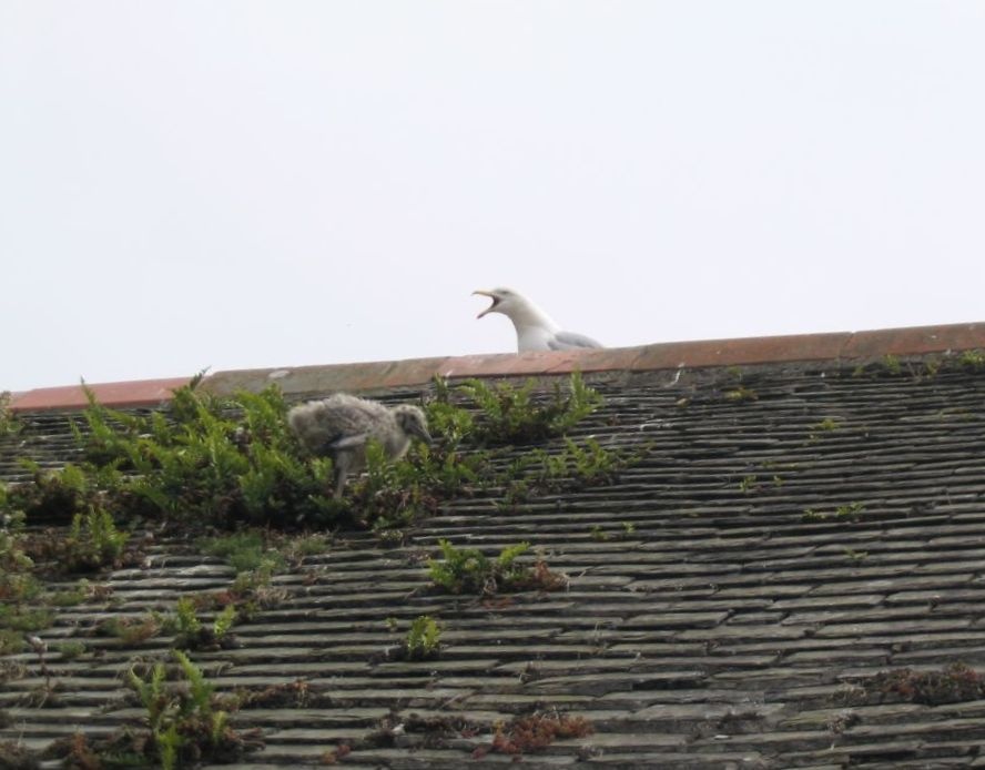 Mousehole - Mother Seagull Protecting Baby on Rooftop - June 2003