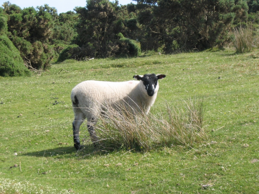 Exmoor - Sheep - June 2003