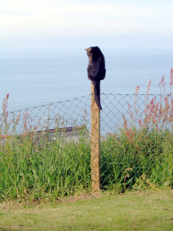 Lynton and Lynmouth - Cat on Post - June 2003