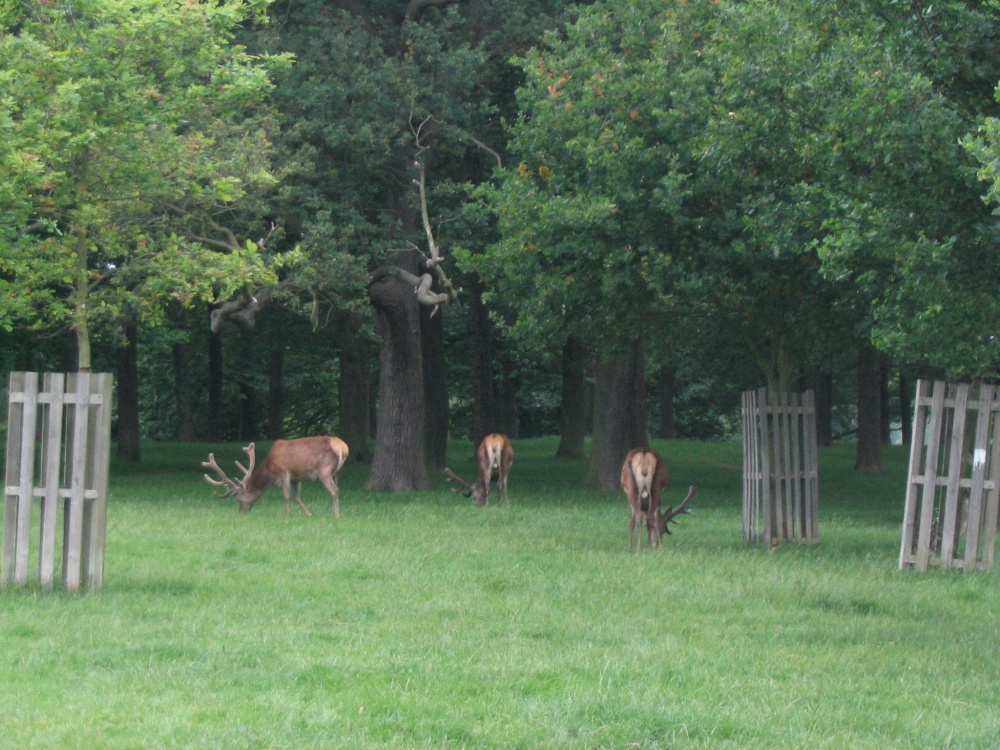 Richmond Park Deer (2) - June 2003