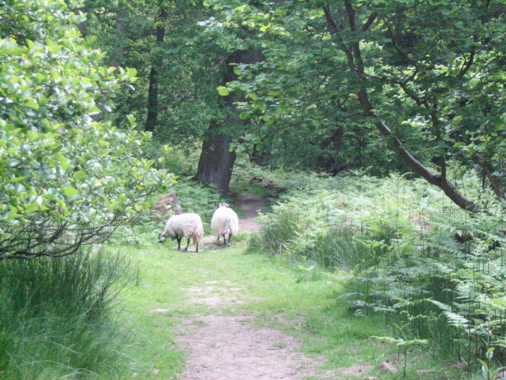 Beck Hole - Sheep on Path to Thomason Foss