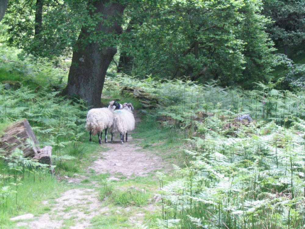 Beck Hole - Sheep on Path to Thomason Foss (2)