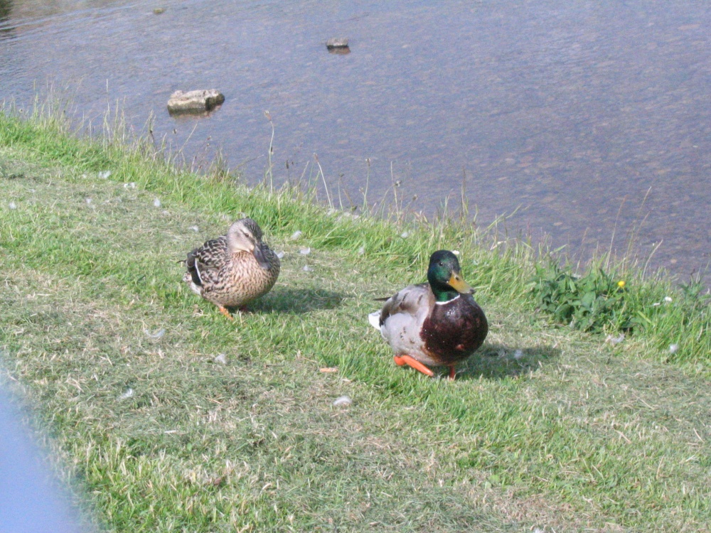 Burnsall - Ducks on the River Bank