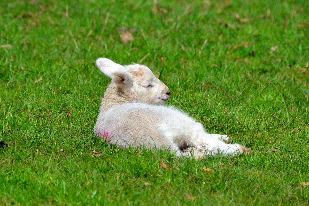 Sleepy Lamb