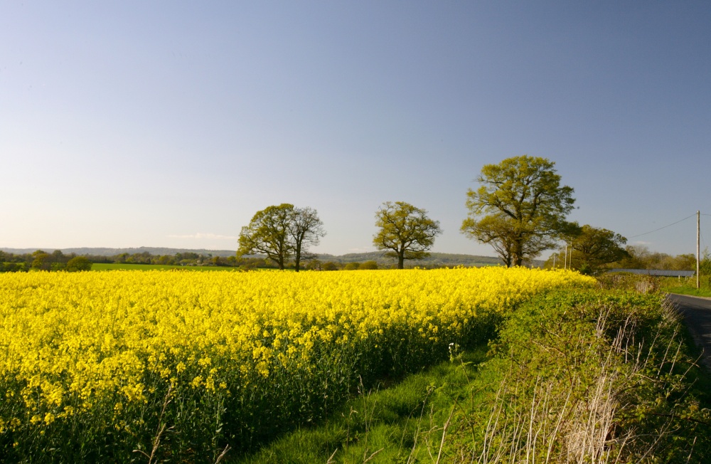 Yellow Fields, Kent