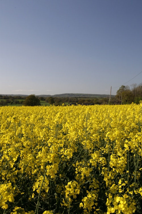 Kent Spring Yellows