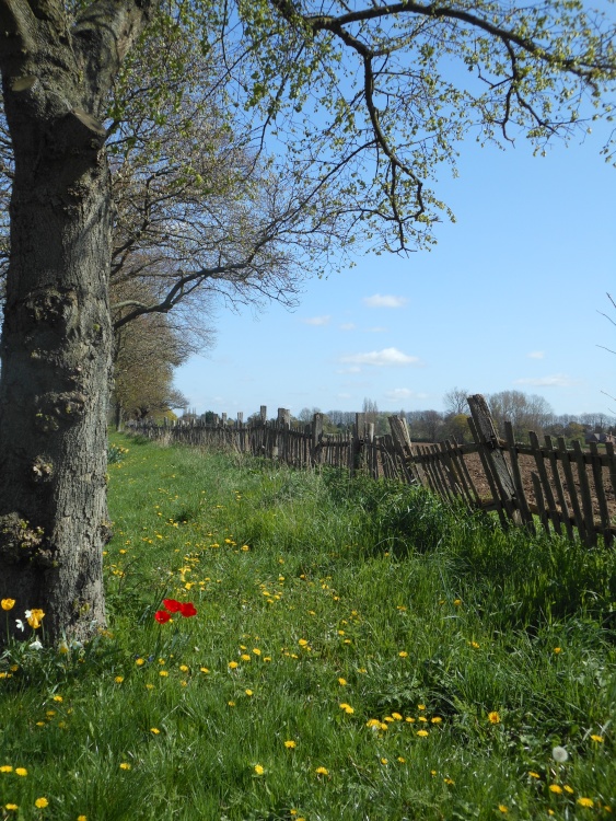 A Spring walk through Cawston