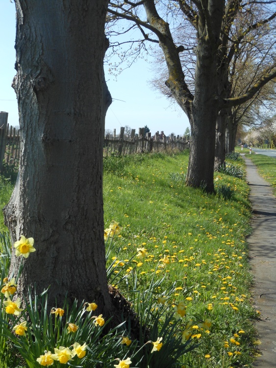 Spring walk in Cawston